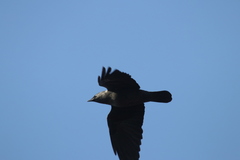 Corvus monedula