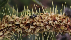 Oxythyrea marginalis