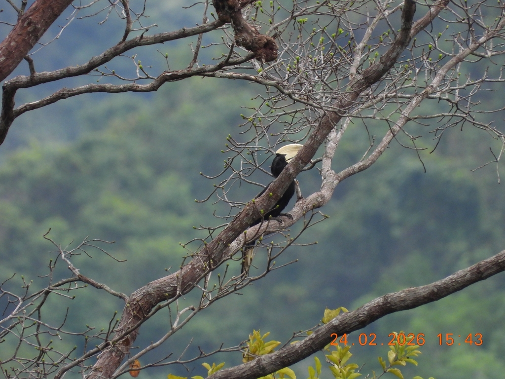 Kangkareng hitam (Anthracoceros malayanus)