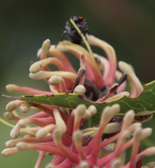 Oxythyrea marginalis