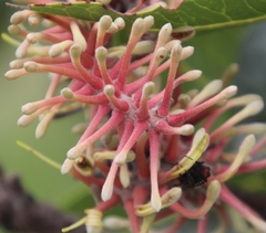 Oxythyrea marginalis