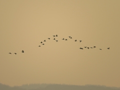 Somateria mollissima