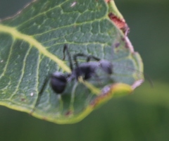 Camponotus petersii
