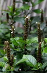 author not stated, no rights reserved Justicia ventricosa, photograph author not stated, no rights reserved