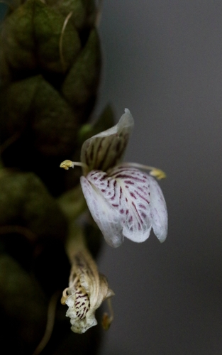 Justicia ventricosa, photograph 2