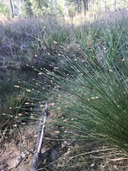 Eleocharis tuberculosa