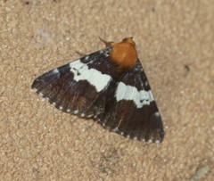 Buzara latizona