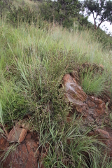 Diospyros lycioides nitens