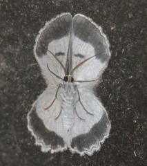 Pingasa cinerea