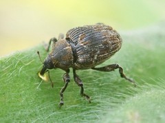 Mogulones geographicus