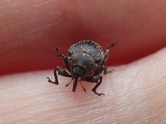 Mogulones geographicus