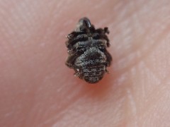 Mogulones geographicus