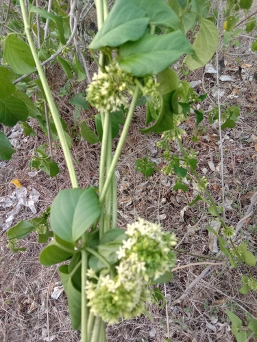 Telosma cordata observed 2026-04-26