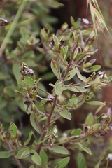 Diospyros lycioides nitens