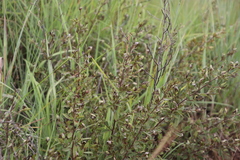 Diospyros lycioides nitens
