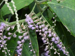 Eirmocephala brachiata