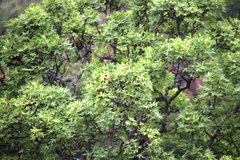 Cussonia natalensis