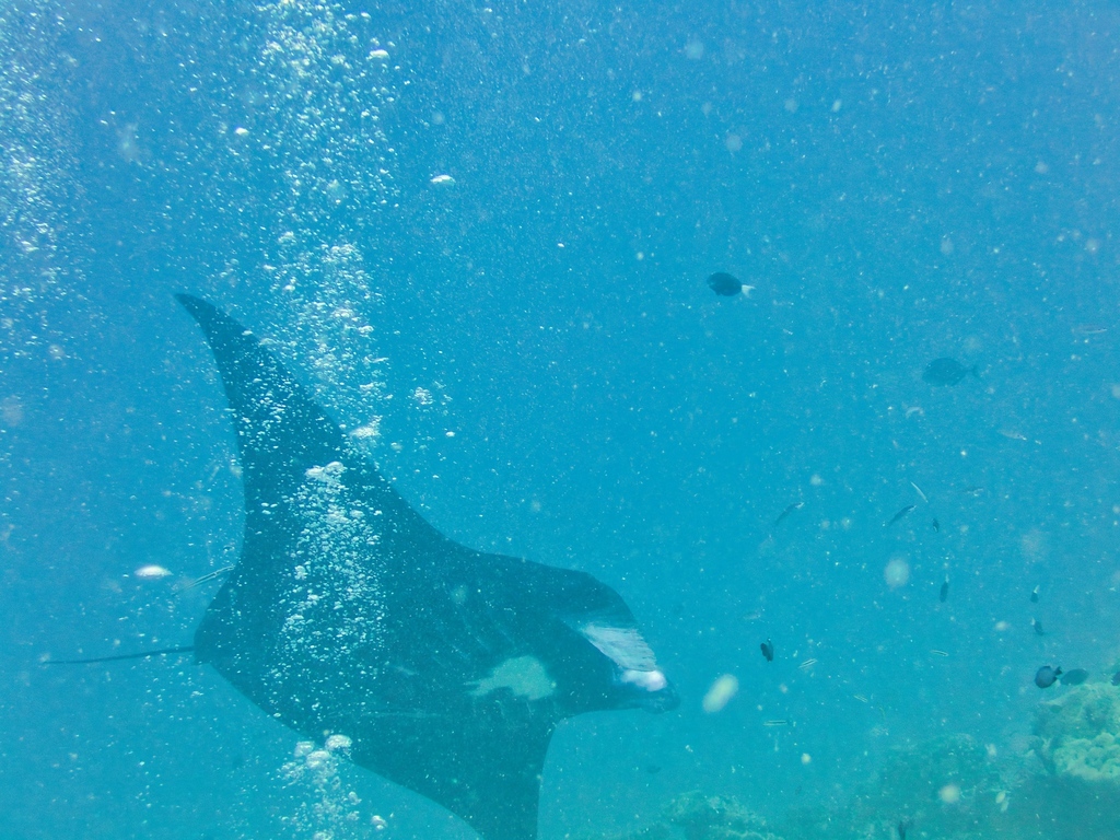 Devil Rays from Palau on April 12, 2026 at 09:52 AM by Jay Paroline ...