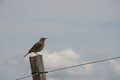 Anthus hellmayri
