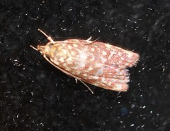 Syringoseca rhodoxantha