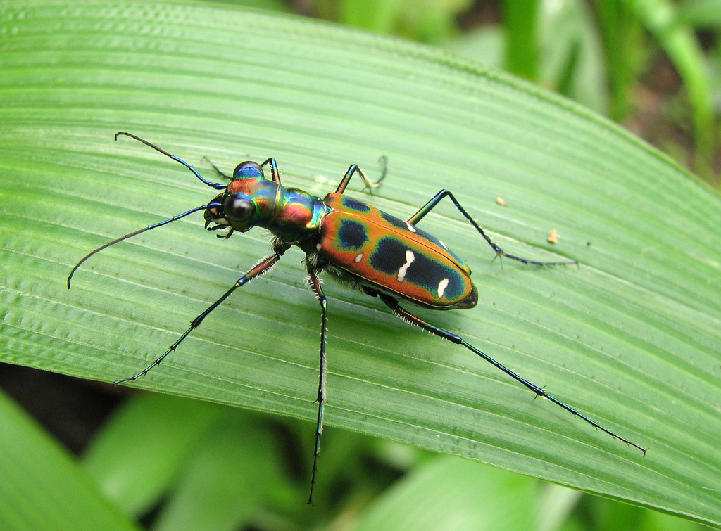 Tiger Beetles