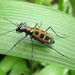 Tiger Beetles - Photo (c) Karunakar Rayker, some rights reserved (CC BY)