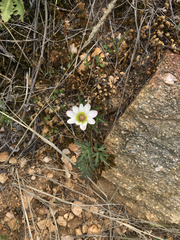 Anemone tuberosa