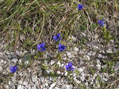 Gentianopsis ciliata ciliata