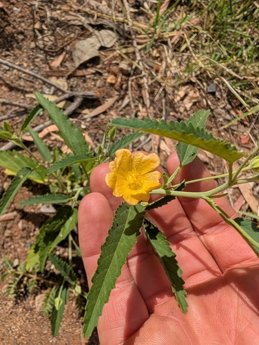 Sida rohlenae observed 2026-04-25