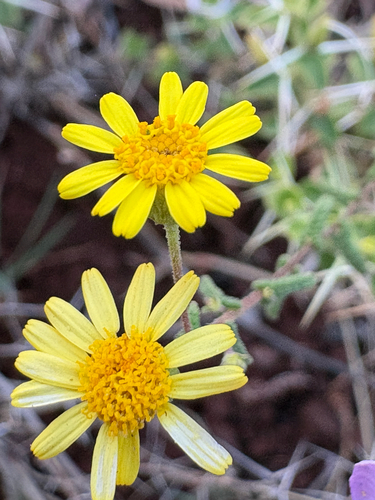Vicoa indica, 2026-04-26