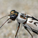 Cicindelinae - Photo (c) Sean McCann, μερικά δικαιώματα διατηρούνται (CC BY-NC-SA)