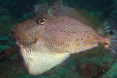 Pseudomonacanthus macrurus