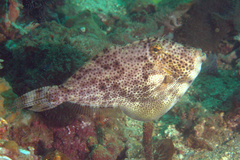 Pseudomonacanthus macrurus