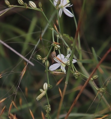 Chlorophytum galpinii