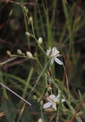 Chlorophytum galpinii