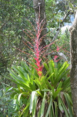 Vriesea philippocoburgi