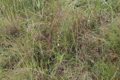 Chlorophytum galpinii