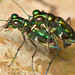Tiger Beetles - Photo (c) giovzaid85, some rights reserved (CC BY)