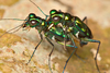 Tiger Beetles - Photo (c) giovzaid85, some rights reserved (CC BY)