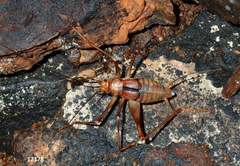 Phaeophilacris