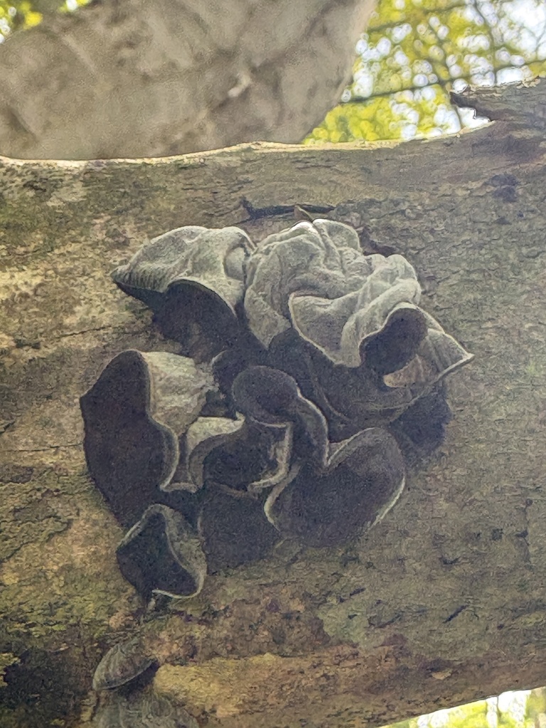 Auricularia auricula-judae · April 2026 · photo: © emmar90 (iNaturalist, cc-by)