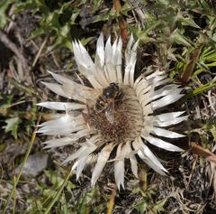 Carlina acaulis acaulis