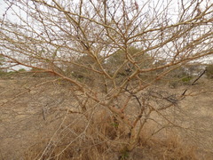 Vachellia sieberiana