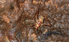 Phaeophilacris