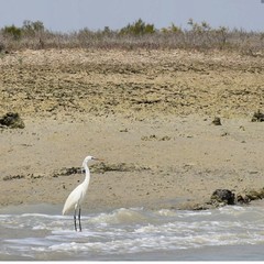 Ardea alba