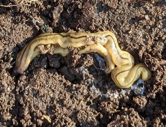 Bipalium pennsylvanicum