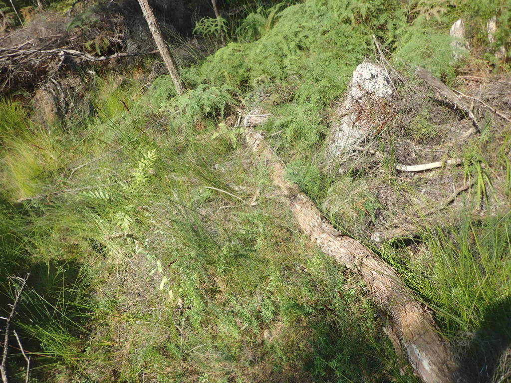 Reed Bentgrass (Mornington Railway Reserve) · BioDiversity4All