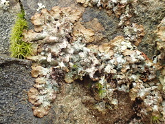Punctelia stictica