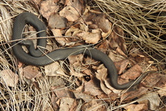 Vipera nikolskii