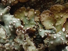 Punctelia stictica